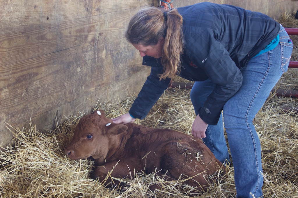Pam Haley checks on a calf she recently tagged with an electronic tag at her farm in West Salem, Ohio, April 28. (Sarah Donaldson photo)