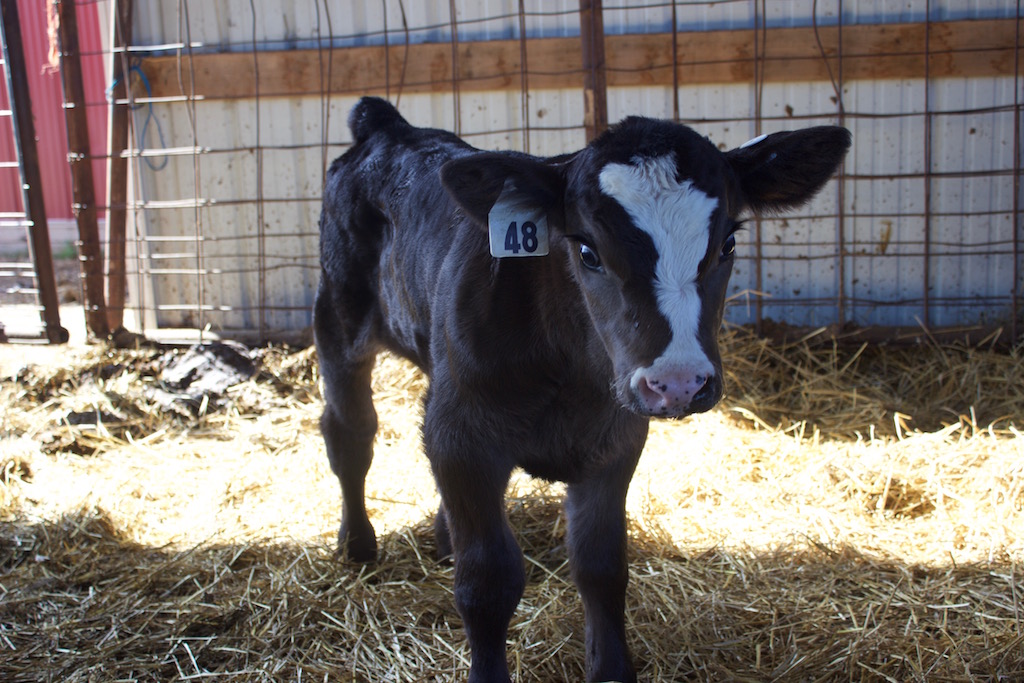 A recently tagged calf at Haley Farms, in West Salem, Ohio, April 28. (Sarah Donaldson photo)